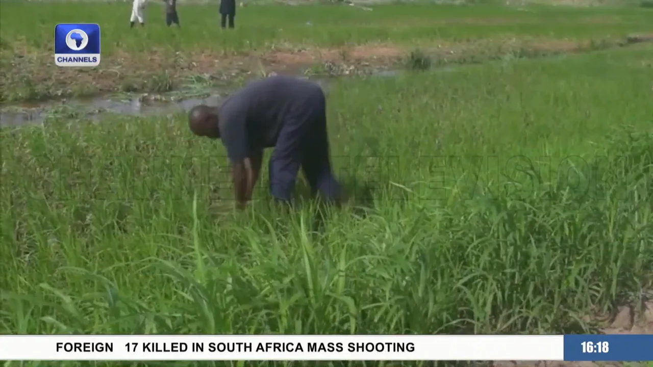  Kaduna Govt Empowers 120,000 Farmers With Farm Inputs.